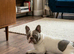 Frenchie kc registered