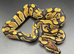Het clown het pied ball Python hatchling Male