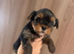 Pedigree KC registered Yorkshire terrier puppies