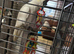 Sulphur crested cockatoo