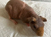 Well handled skinny pig boys.