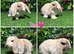 Pure breed mini lops Doe&Buck
