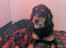 Rottweiler / Rottidoodle