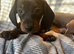 Miniature dachshund puppies
