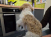 Shih tzu pupy