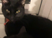 Female cat for sale