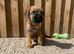 KC BORDER TERRIERS