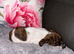 Jack russel puppies