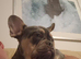 French bulldogs