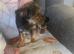 Yorkshire terrier boy