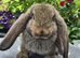 French Lops available for Reservation.
