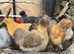 USA silkies