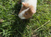 Beautiful guinea pigs 1 for &pound;15 2 for &pound;20
