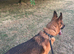 German Shepherd Male Available