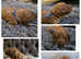 Well-proven stud toy poodle, KC reg and DNA tested