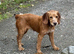 4 lovely health tested puppies
