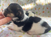 Litter of Sealyham cross cairn terrier puppies