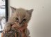 1 beautiful male ragdoll left