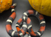 AMAZING PROVEN ADULT MALE TRI COLOUR HOGNOSE SNAKE