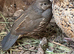 Pair of Californian Quail