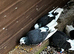 Tumbler & Fancy Pigeons