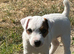 Parson Russell Bitch pup £950 last one