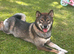 Shiba inu