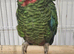 Cuban amazon female