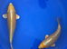 3x Yamabuki ogon koi
