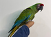 Hand reared silly tame millitary macaw