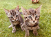 Kittens for sale