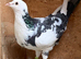 Black white Racer racing coloured Hen