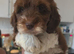 Poodle puppies