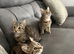 Bengal xxx kittens