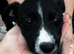 Beautiful Lurcher puppies