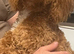 10 month cockapoo girl