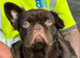 French bulldog fluffy