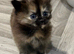 Two Beautiful Female Ragdoll Cross Kittens - Loving Homes Wanted