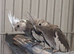 White faced cockatiels for sale