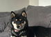 Champion line female Shiba Inu puppy