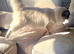 GCCF seal tabby mitted (Stud only)