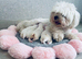 Beautiful KC reg.Maltese puppies