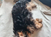 Ready this week 2 beautiful boys yorkies