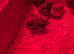 Button quail young