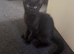1 male and 1 female mixed breed kitten