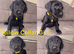 Chocolate/Yellow/Black KC Registered Labrador Retrievers