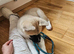 KC Registered American Akita