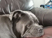 Cane corso female