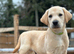 Labrador pups