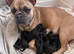 Beautiful frenchie/ cocker spaniel puppies for sale